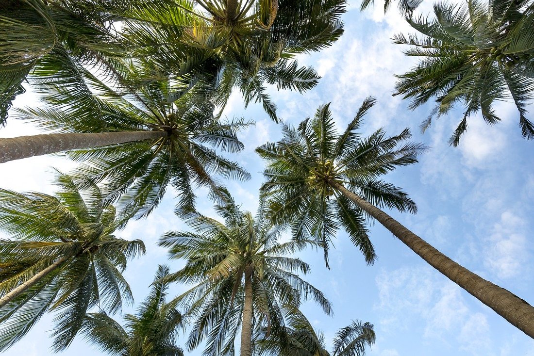 Vue en contre plongée de palmiers avec un ciel bleu en fond.